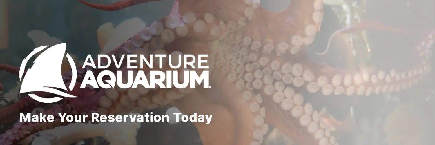 Super-sized Sand Sculptures  : Adventure Aquarium x VDO.AI CTV Campaign